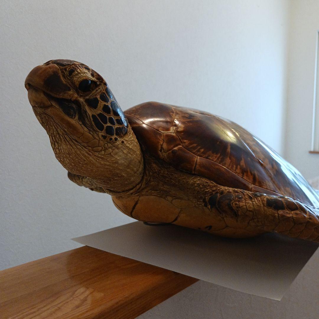 カメの剥製　オブジェ　壁掛け