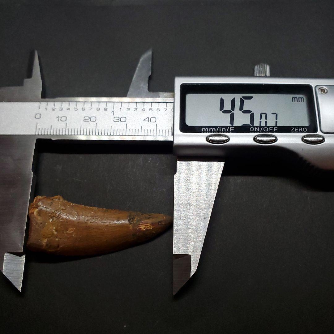 極上 カルカロドントサウルス 歯 化石 本物 モロッコ産45.06mm fca3