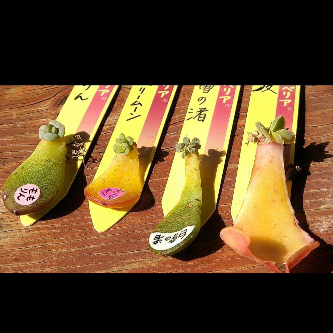 ミックスベリア おらいさん葉挿し♡ももりん ブルーベリームーン 白雪の渚 夕波