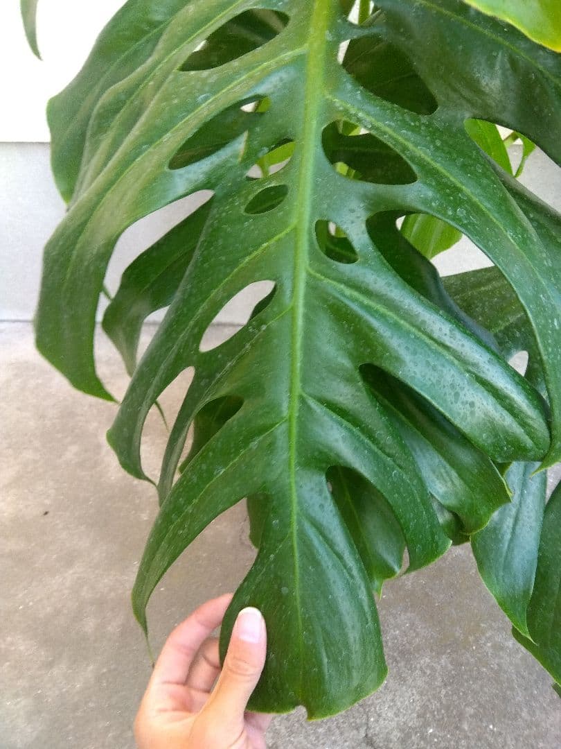 モンステラ　デリシオーサ　6号鉢つき　深穴開き❗大型葉❗　①