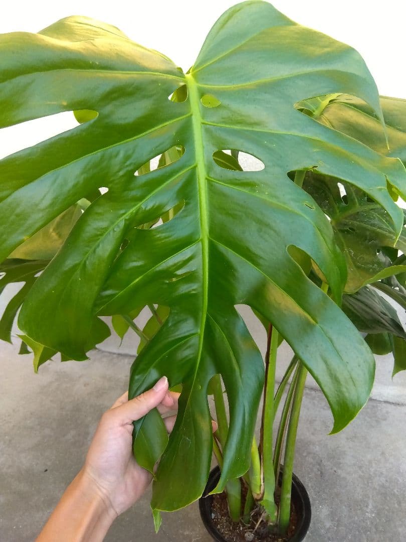 モンステラ　デリシオーサ　6号鉢つき　深穴開き❗大型葉❗　①