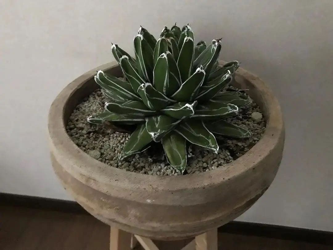 【鉢植え32cm★姫笹の雪】アガベ・ビクトリアエ・レギナエ（現物）