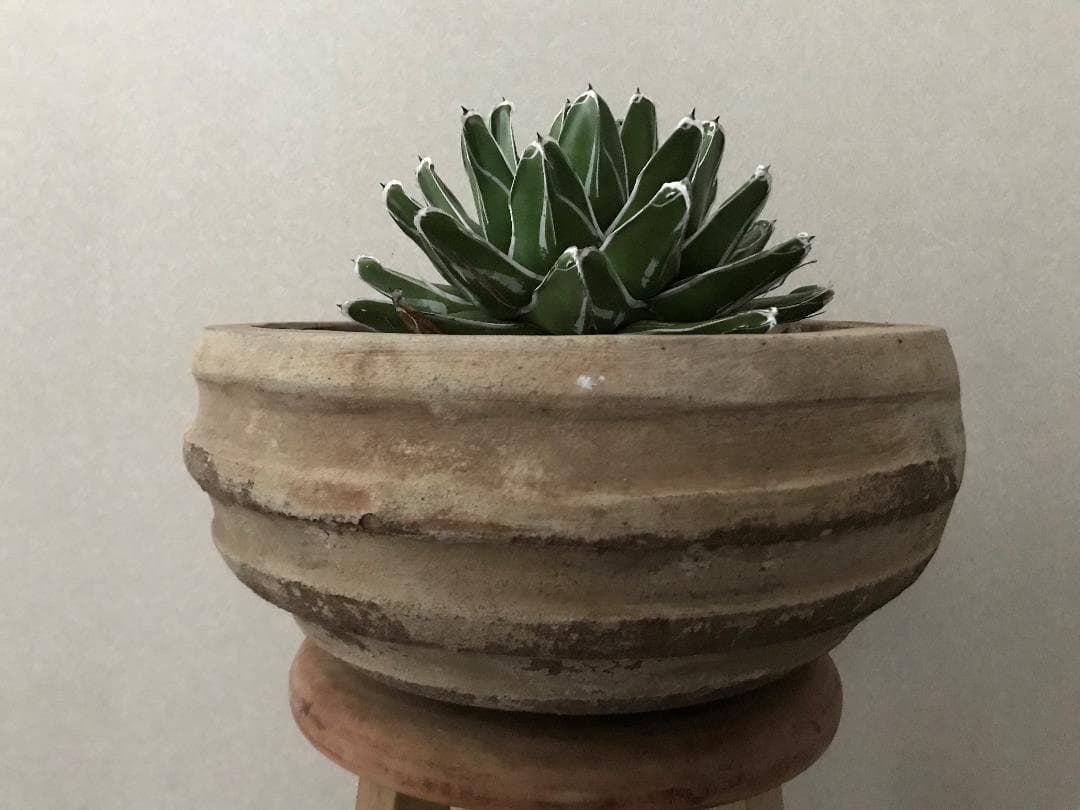 【鉢植え32cm★姫笹の雪】アガベ・ビクトリアエ・レギナエ（現物）