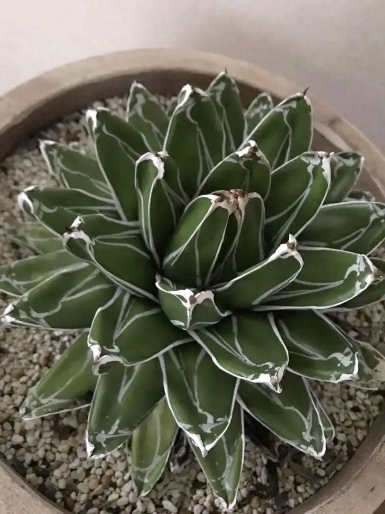 【鉢植え32cm★姫笹の雪】アガベ・ビクトリアエ・レギナエ（現物）