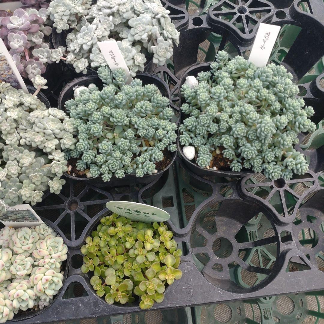 小林優花さん専用