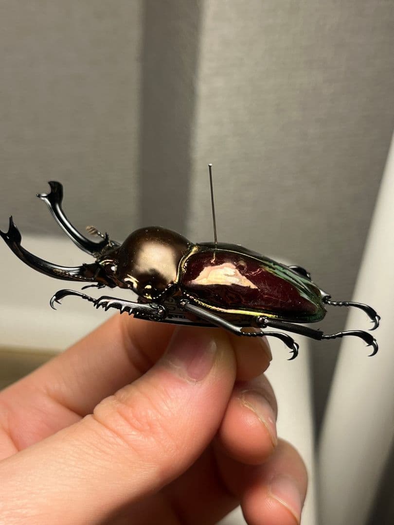 【標本】ニジイロクワガタ オウゴンオニクワガタ ピカール血統 レッドピカール