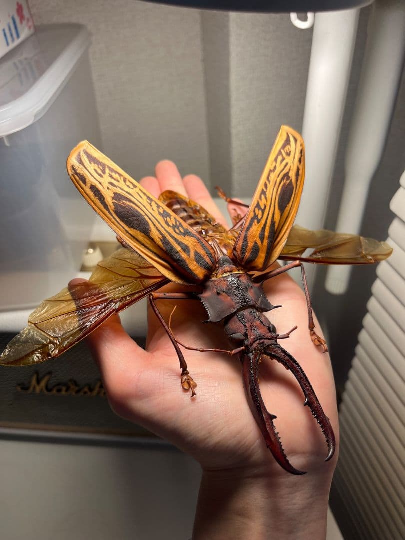 【開翅163mm】オオキバウスバカミキリ 標本 Macrodontia