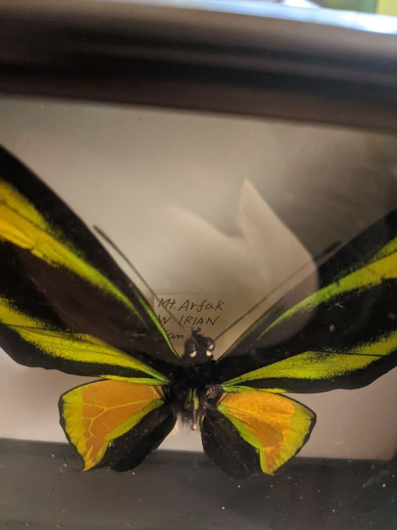 トリバネアゲハ　標本ケース入り