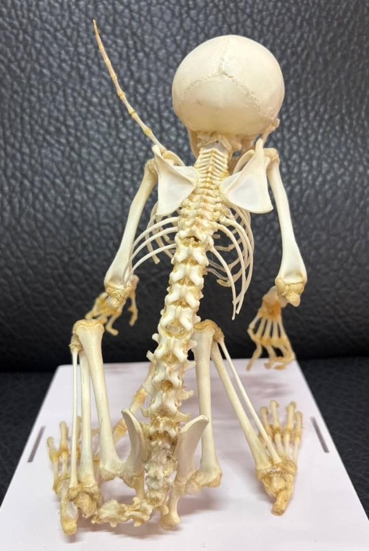 カニクイザル（幼獣）の全身骨格標本　※クリアーケース付