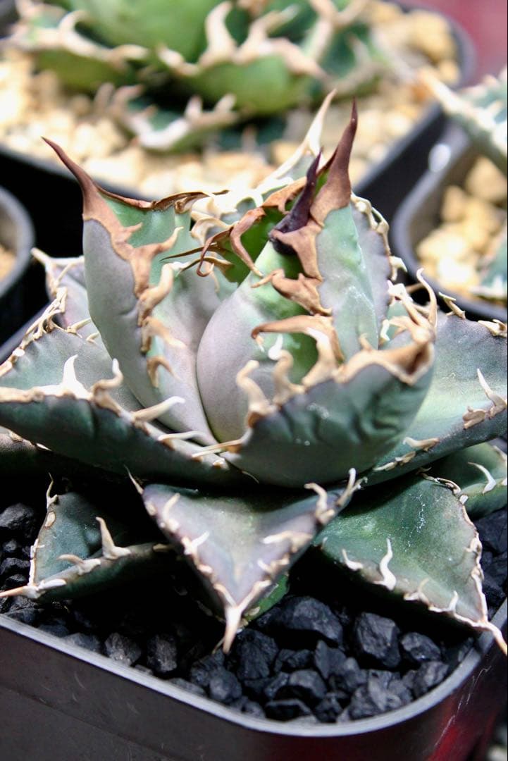 アガベ・チタノタ【シャークソウイ】 〝仙台PLANTISTIC！産〟