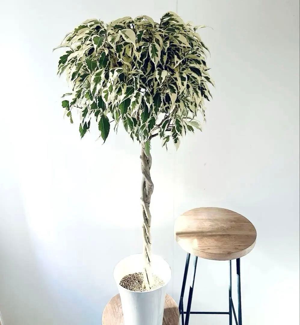 【登録品種】希少 フィカス ベンジャミン スターライト ビュティークイーン 観葉