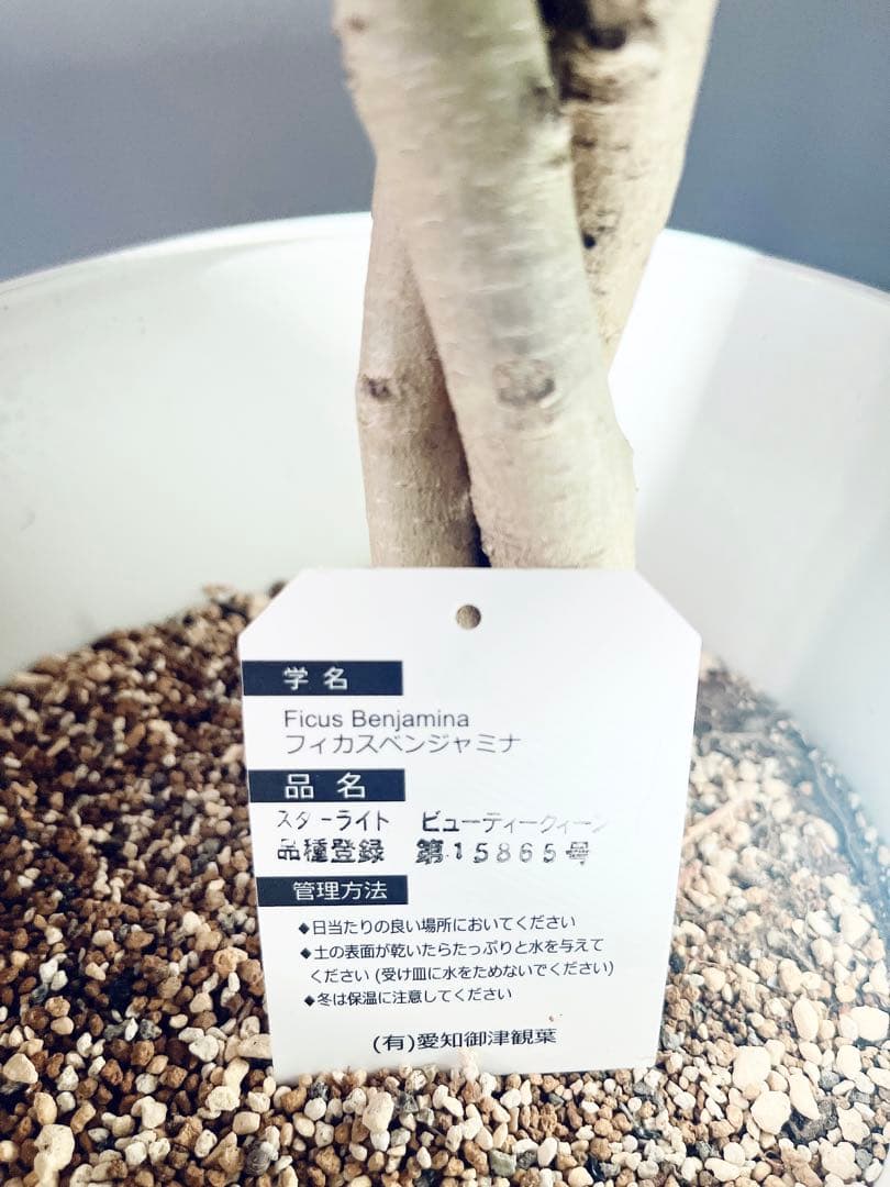 【登録品種】希少 フィカス ベンジャミン スターライト ビュティークイーン 観葉