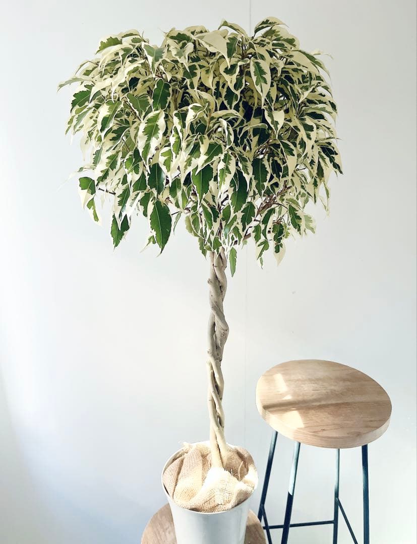 【登録品種】希少 フィカス ベンジャミン スターライト ビュティークイーン 観葉