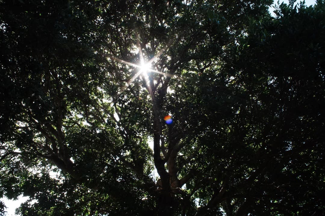 【極美品】Minolta New MD 28mm F2.8 ミノルタ 205