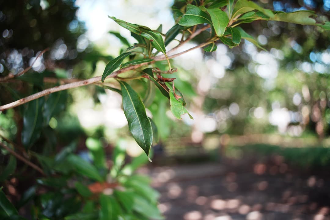 【極美品】Minolta New MD 28mm F2.8 ミノルタ 205