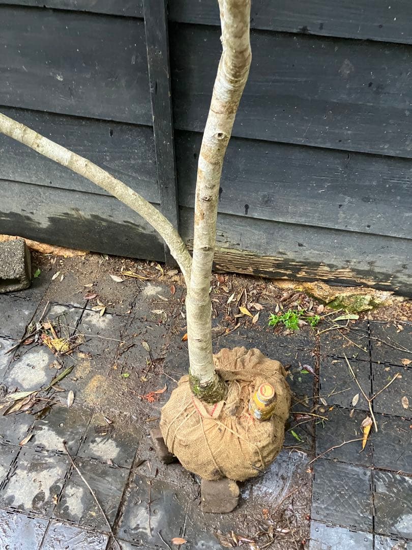 山採り　マンサク　特大