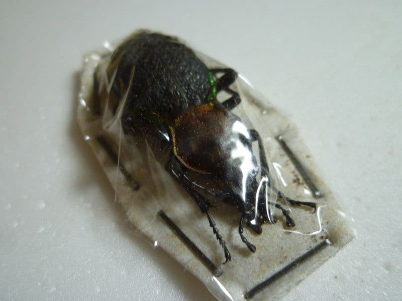 イシズカカブリモドキ♀/C.ishizukai/四川省.巫山産/44.1mm