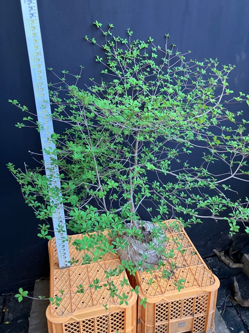 山採り　ドウダンツツジ　w