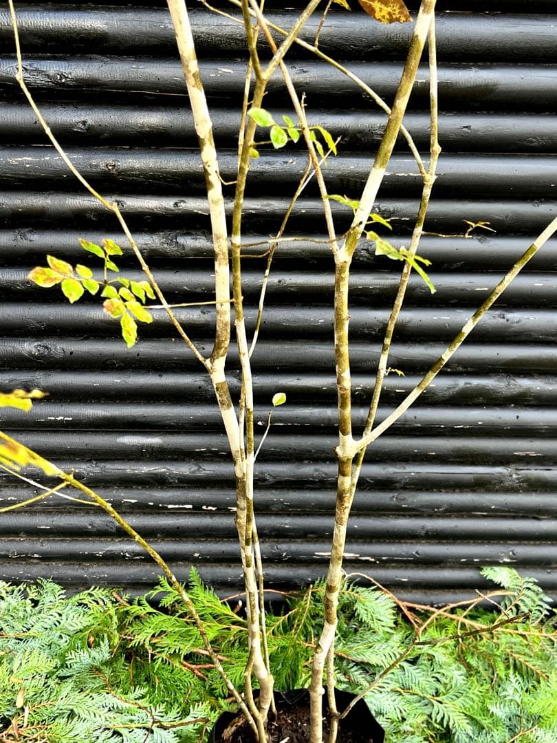 山採り天然　アオダモ　5本株立ち　300