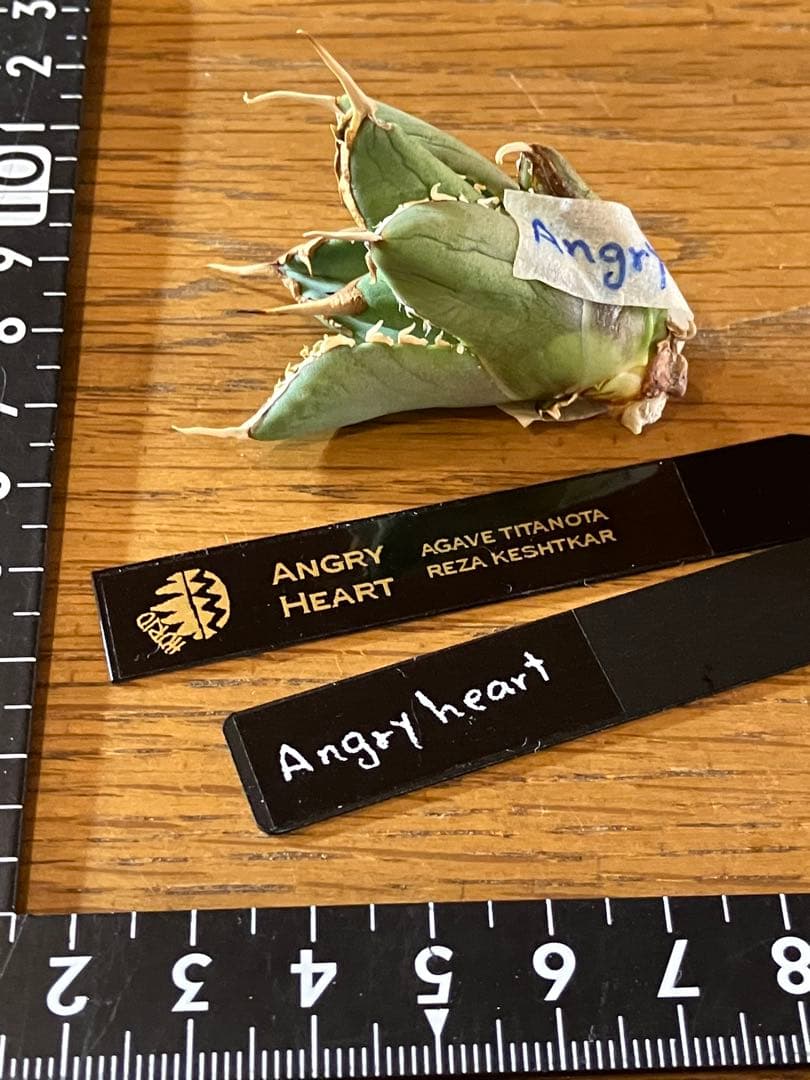 p*6様 【初売りオークション】38 REZA産　イラン株　強棘　アガベ　アング