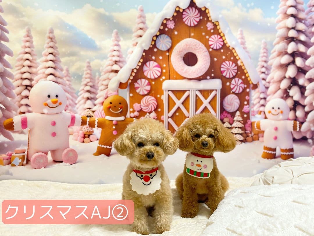 紅葉　背景布秋XD①　ペット撮影用　80×120cm　トリミングチョーカー販売中