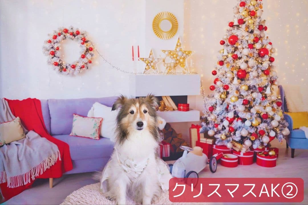 紅葉　背景布秋XD①　ペット撮影用　80×120cm　トリミングチョーカー販売中