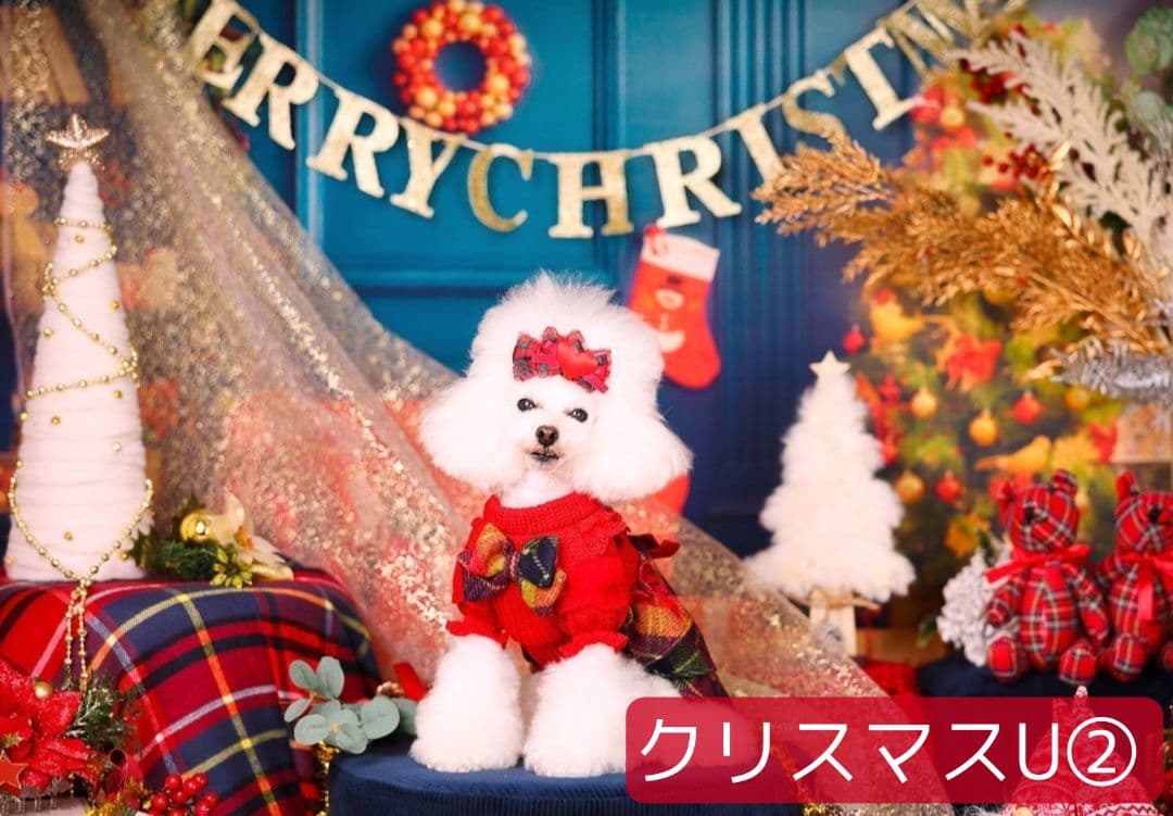 紅葉　背景布秋XD①　ペット撮影用　80×120cm　トリミングチョーカー販売中