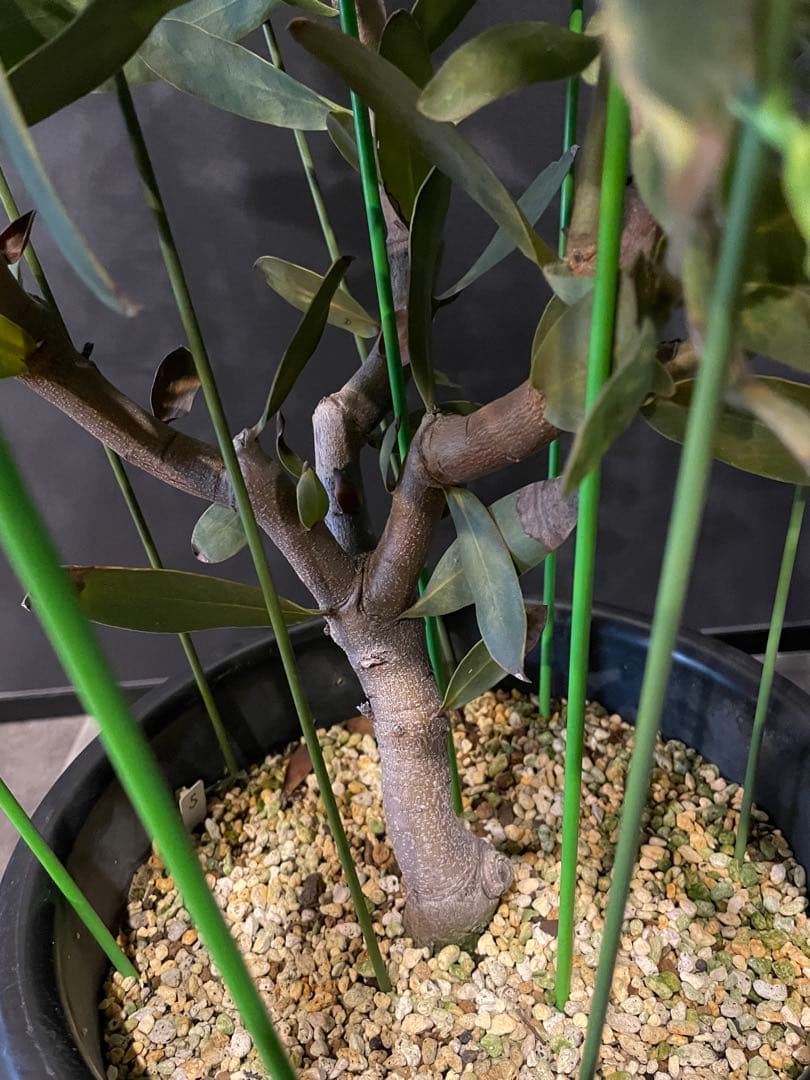 プロテア スサラ 8号 大苗 鉢植え 苗 オージー ネイティブ プランツ