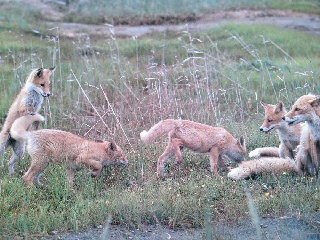 ロイヤルコペンハーゲン フィギュリン リヤドロ
