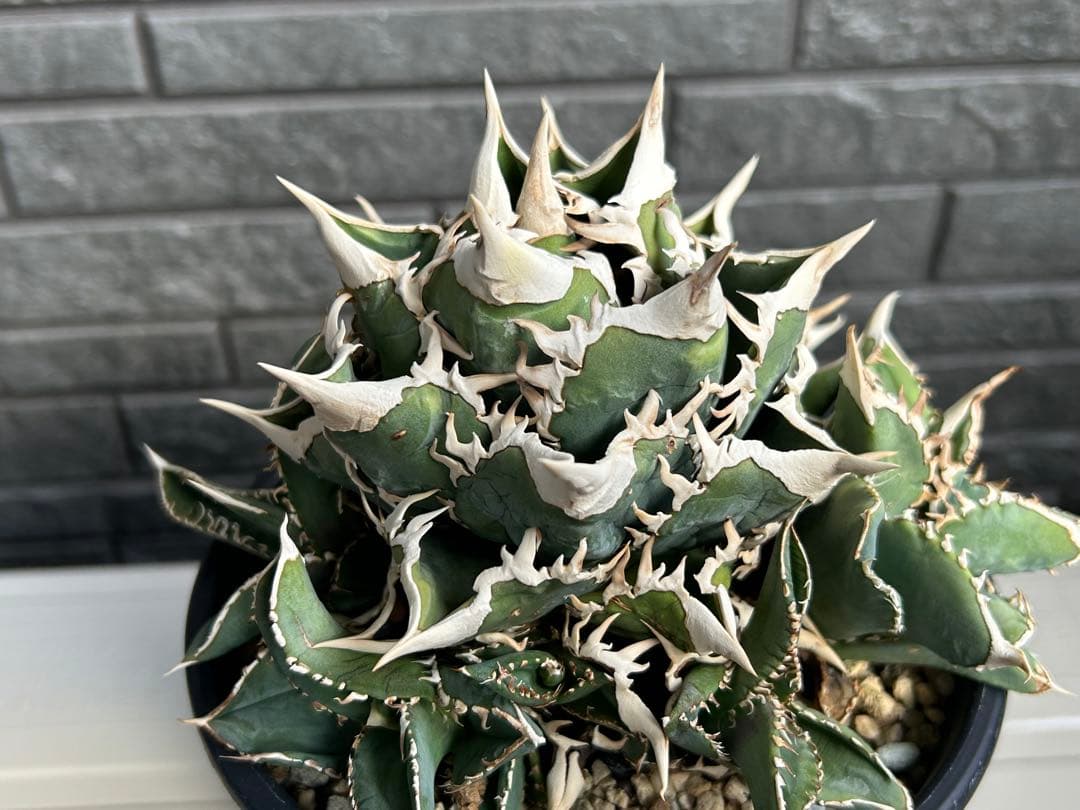 【ラスト】アガベ 大白鯊 ホオジロザメ CJ special Ivory w.a