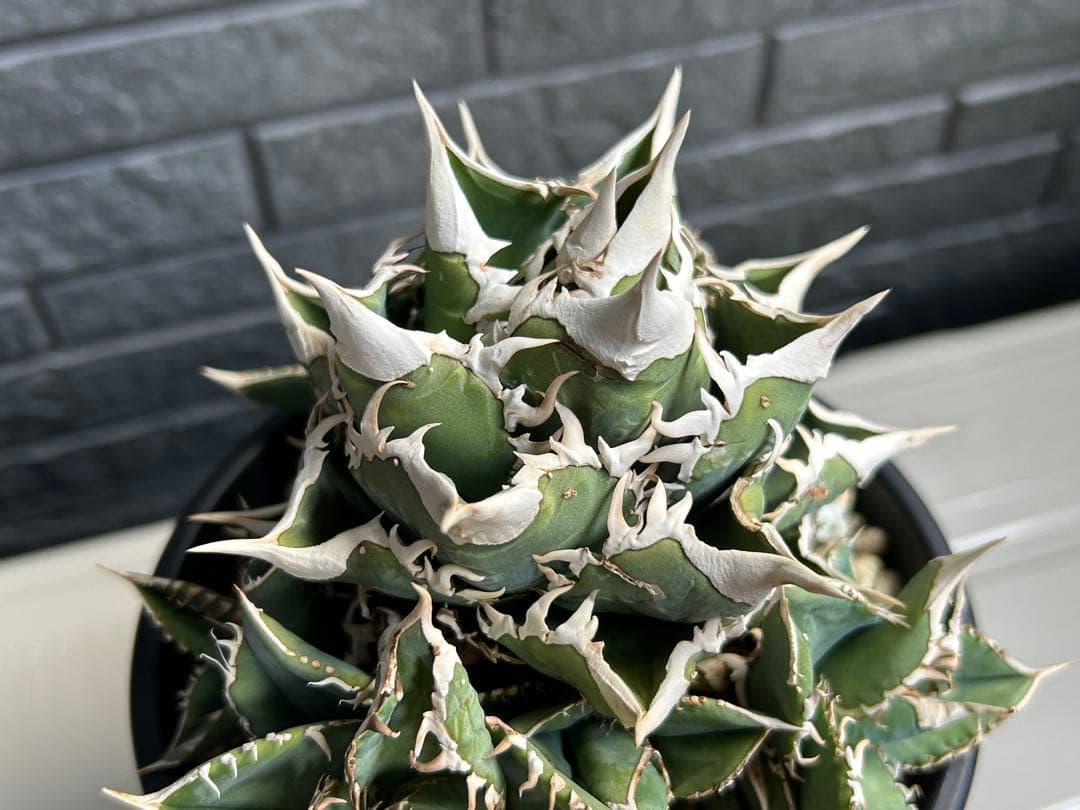 【ラスト】アガベ 大白鯊 ホオジロザメ CJ special Ivory w.a