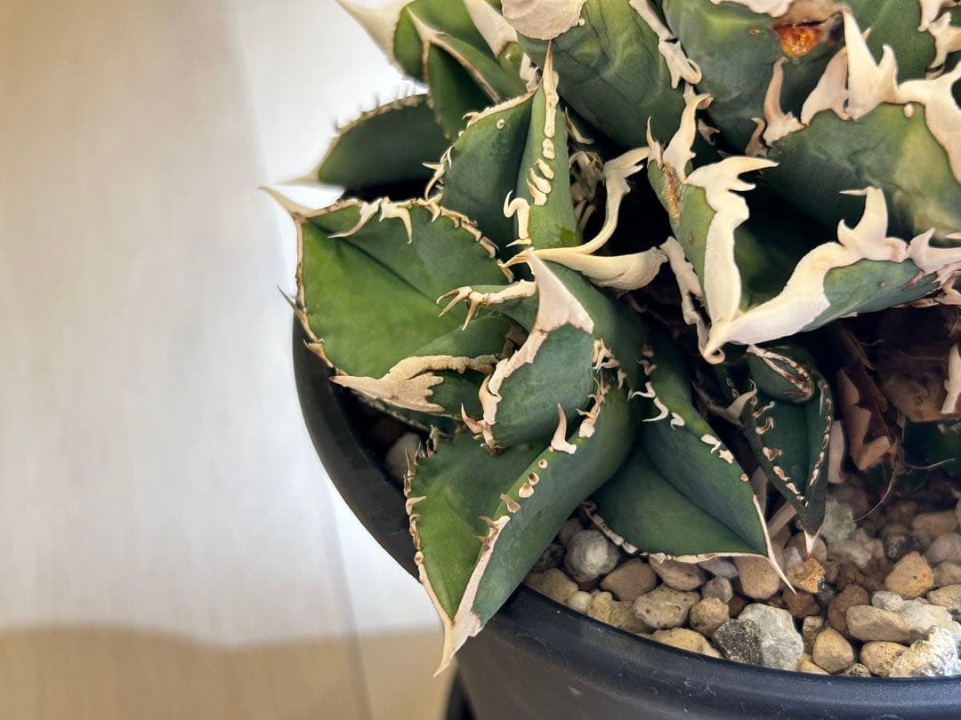 【ラスト】アガベ 大白鯊 ホオジロザメ CJ special Ivory w.a