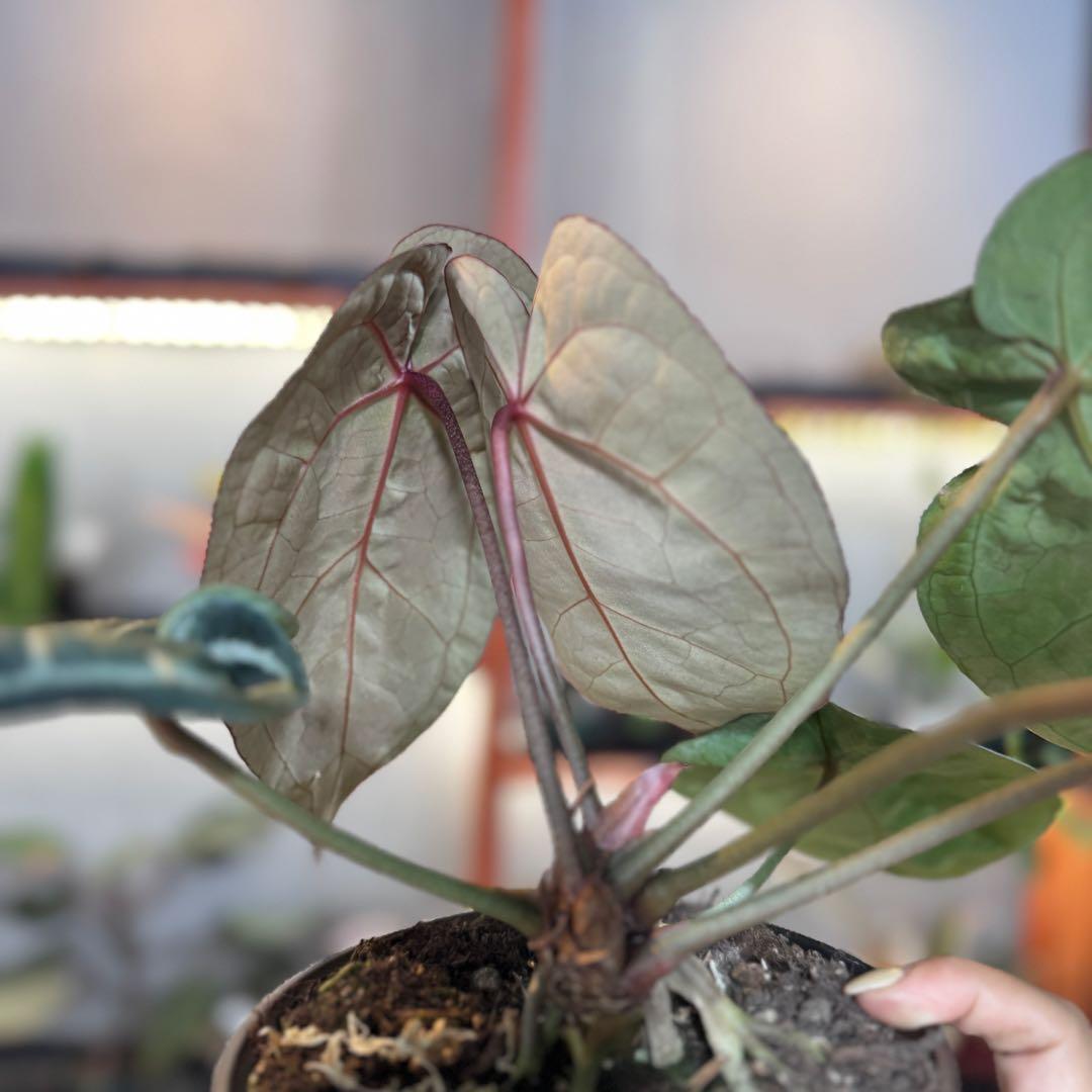 バ*ん様 64 S&P アンスリウム　純系　ピンクレモネード　親株放出　オリジナ