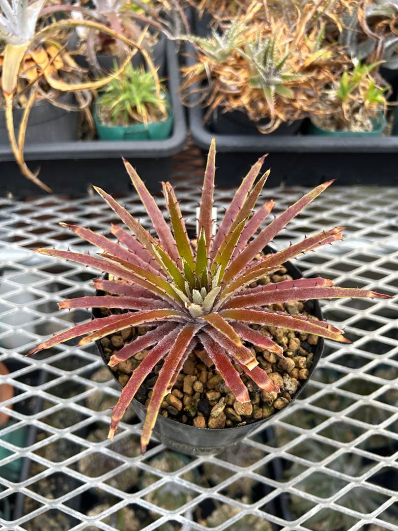 原種 ディッキア Dyckia reitzii rubra large form