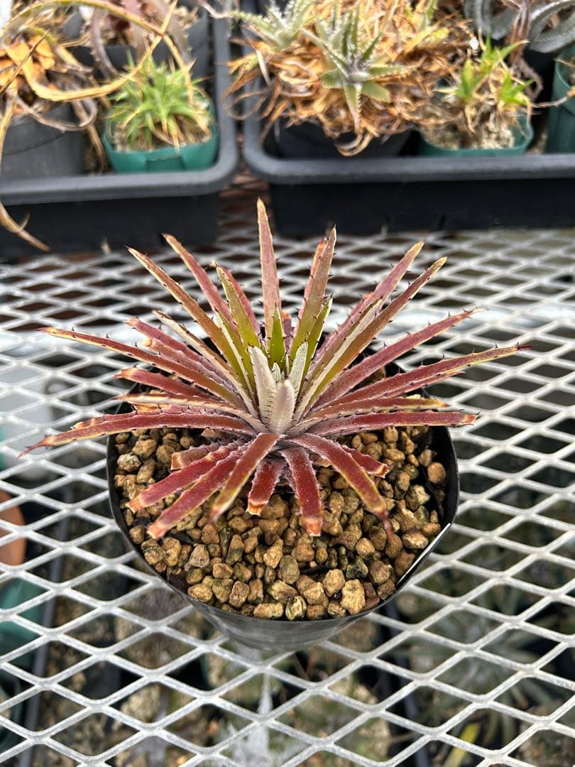 原種 ディッキア Dyckia reitzii rubra large form