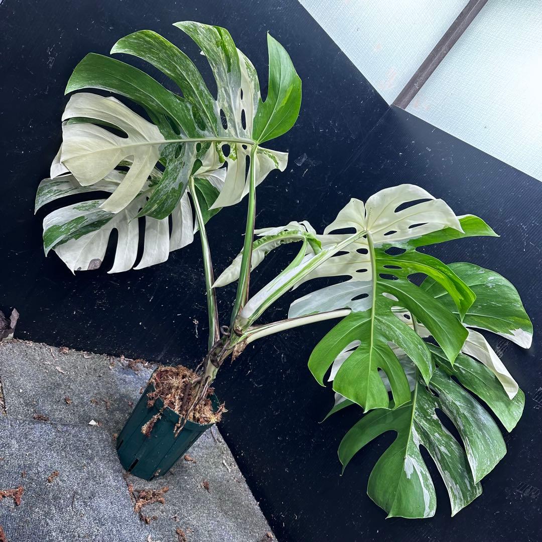 き*き様 斑入りモンステラ ホワイトタイガー極美大株84cm白斑多