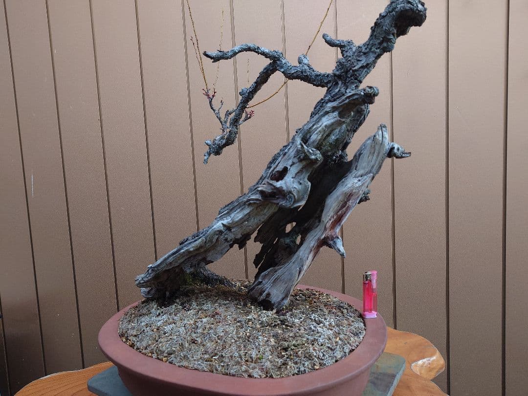 盆栽　野梅(白一重)　樹高65cm