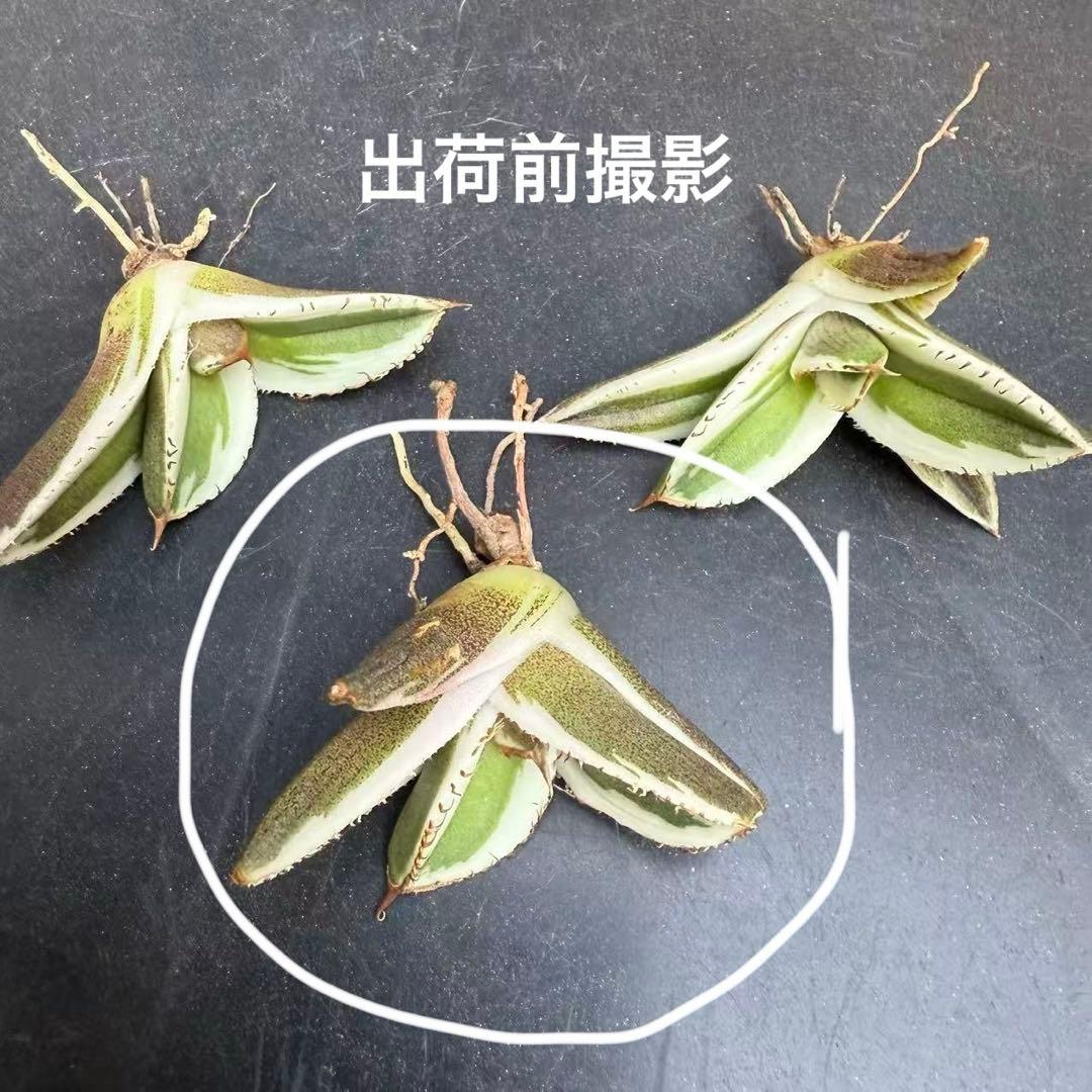 激レア【匿名配送】③ぶつぶつ　アガベ　鰐亀錦　覆輪斑　白覆輪　TC