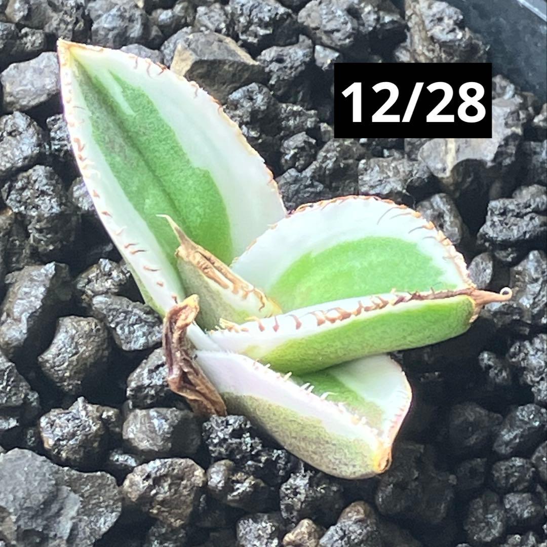 激レア【匿名配送】③ぶつぶつ　アガベ　鰐亀錦　覆輪斑　白覆輪　TC