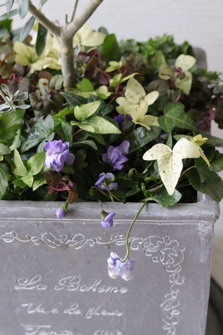 シンボルツリーに❤︎オリーブの株元寄せ植え