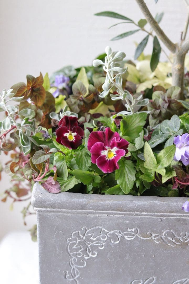 シンボルツリーに❤︎オリーブの株元寄せ植え