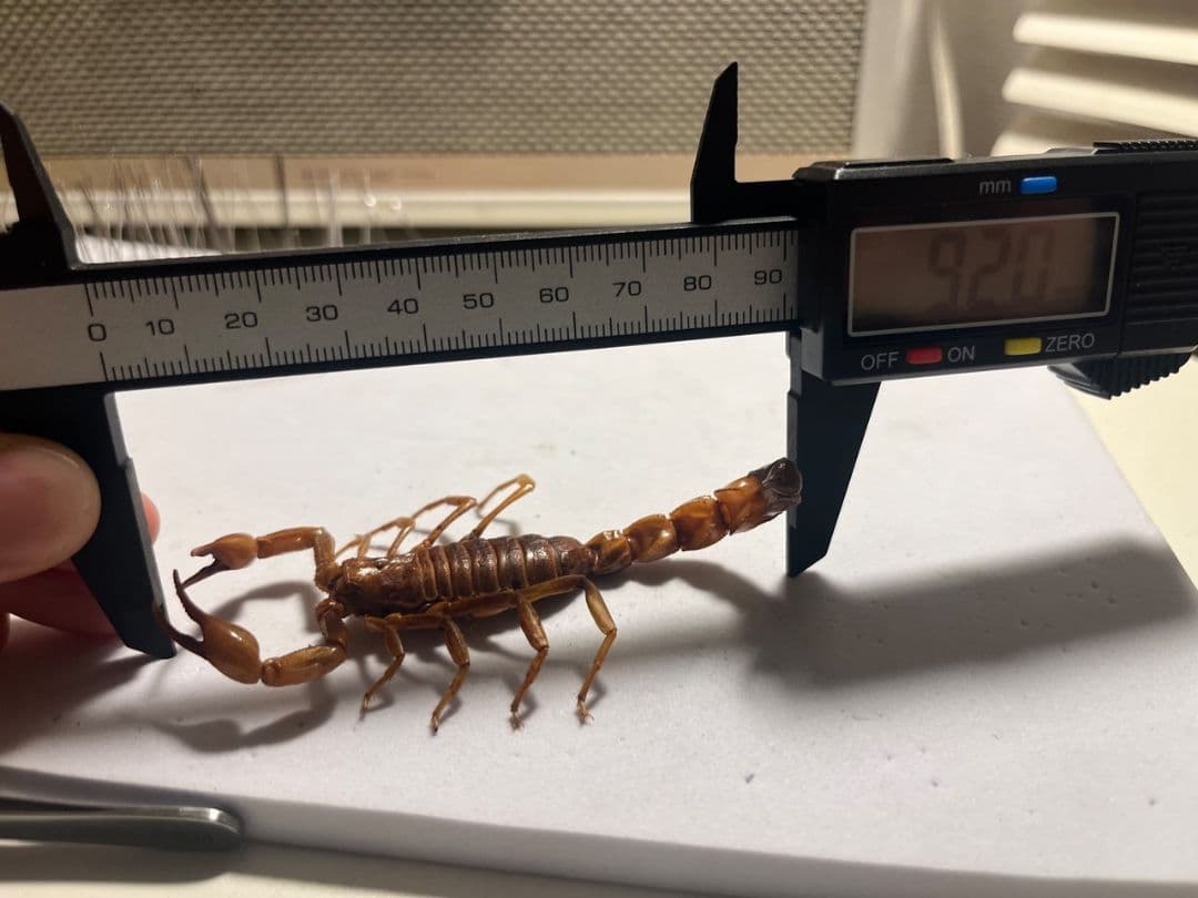 【標本】イエローファットテールスコーピオン 全長9cm程 タランチュラムカデ