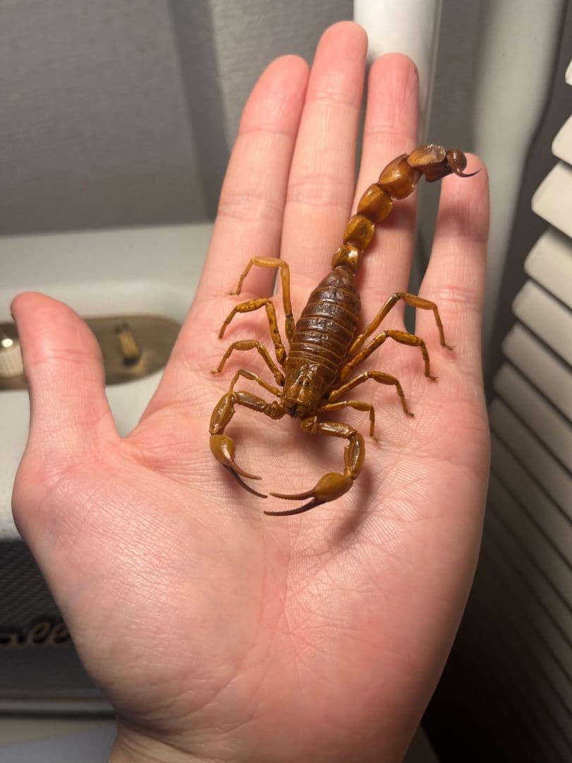 【標本】イエローファットテールスコーピオン 全長9cm程 タランチュラムカデ