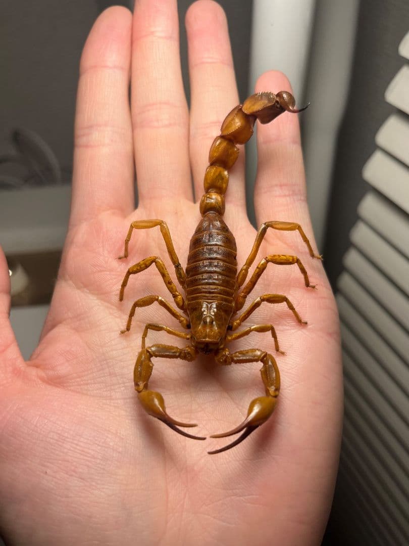 【標本】イエローファットテールスコーピオン 全長9cm程 タランチュラムカデ