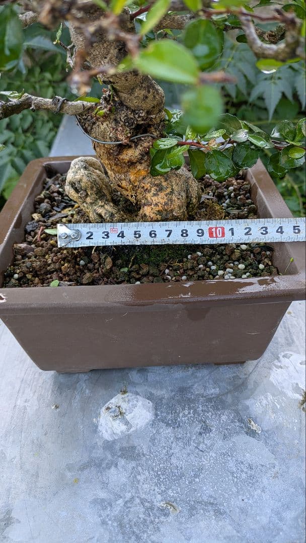 ハリツルマサキ盆栽