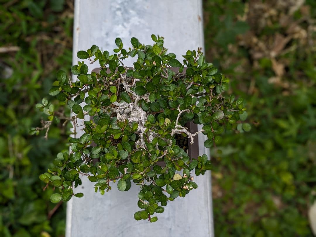 ハリツルマサキ盆栽