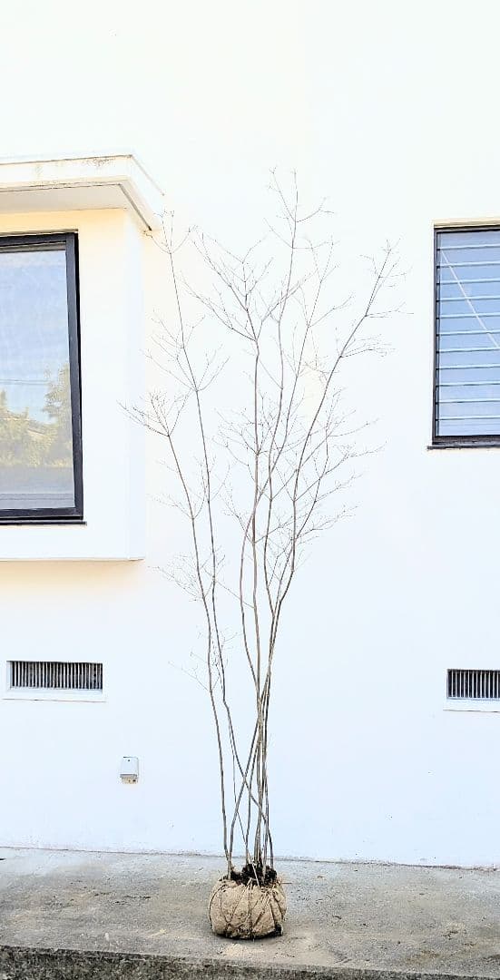 特大。至極。山採りドウダンツツジ。