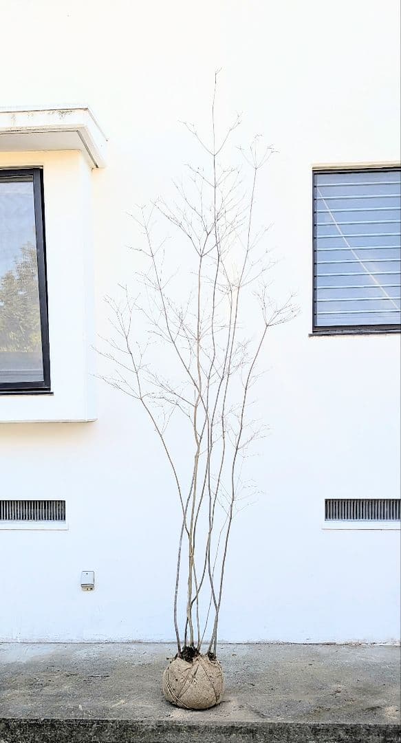 特大。至極。山採りドウダンツツジ。