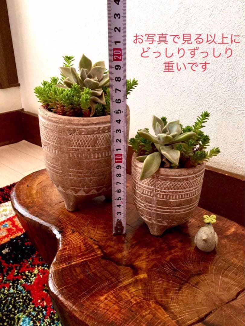 完売　　森で完全野生化！【朧月＊森村万年草】インドの可愛い鉢植え＊大小セットで！