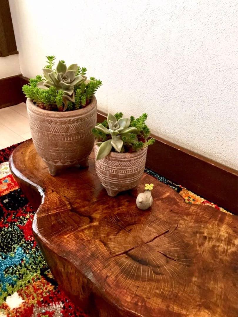 完売　　森で完全野生化！【朧月＊森村万年草】インドの可愛い鉢植え＊大小セットで！